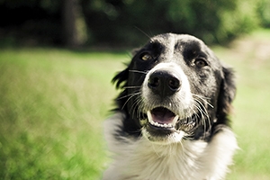 Remembering Our Pets: Monuments in Memory of Amazing Animals