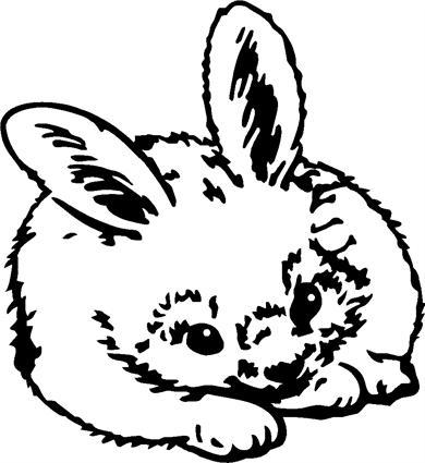 rabbit-curled-up