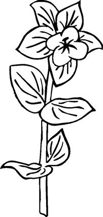 evening-primrose