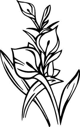 lillies30