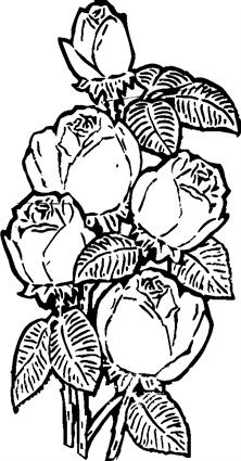 roses17
