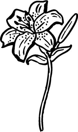 tiger-lillies06